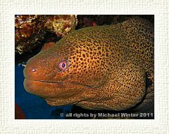 Giant Moray5